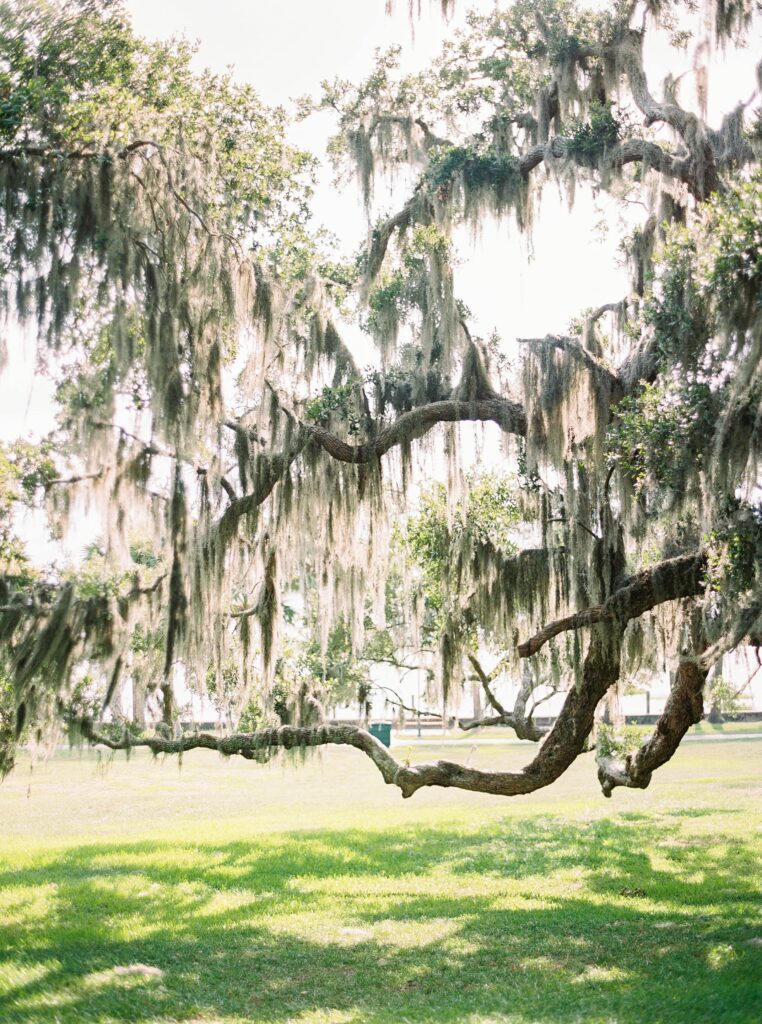 Spanish moss tree